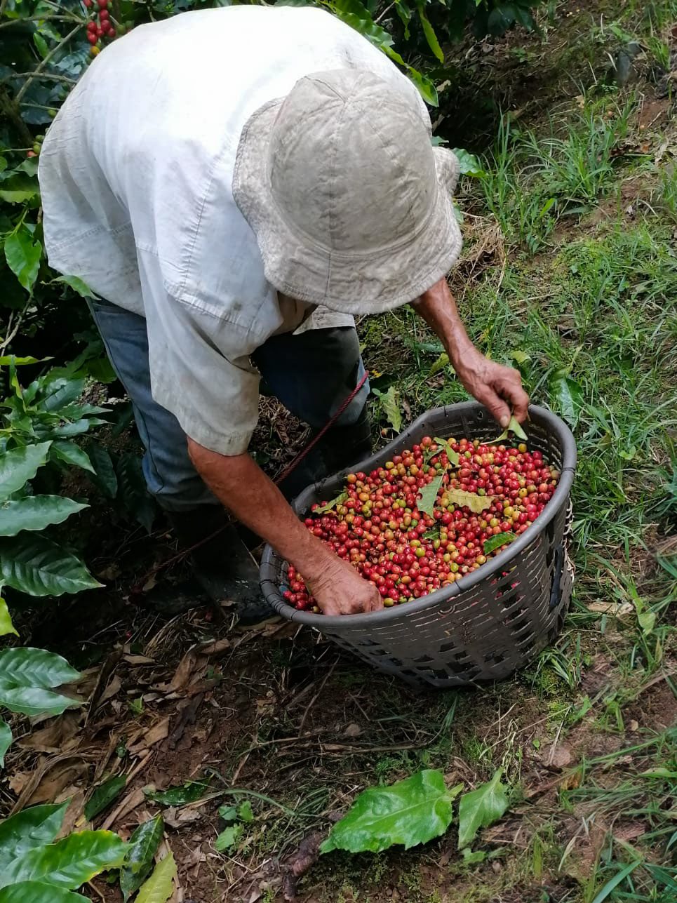 Farmer harvesting ripe red coffee cherries and placing them into a basket in a coffee plantation.