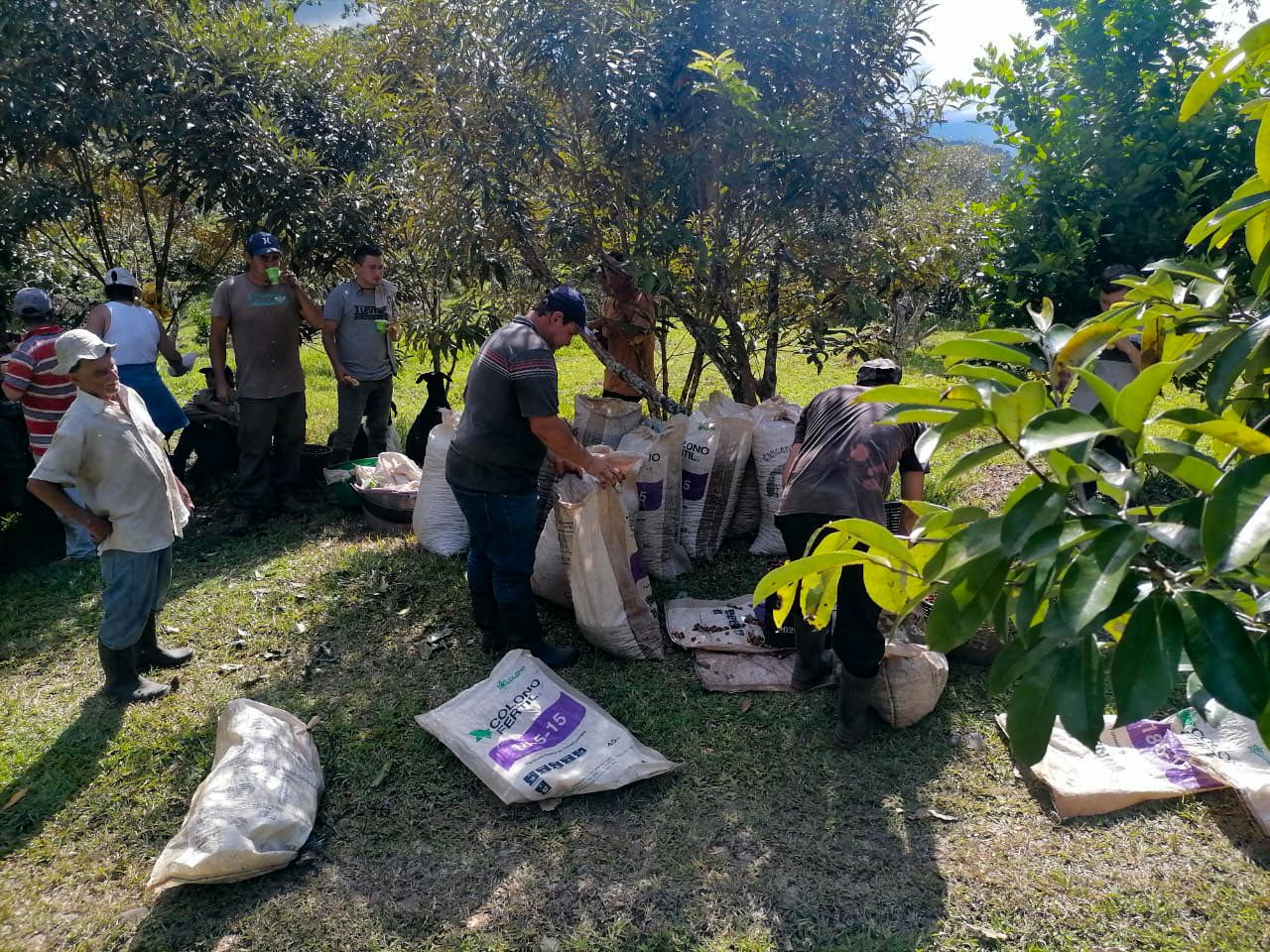 Group of workers sorting and packing coffee cherries into large sacks under the shade of trees in a coffee plantation.