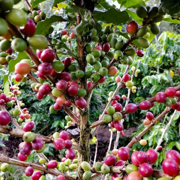 Ripe and unripe coffee cherries in shades of red and green growing on a coffee plant among lush green leaves.