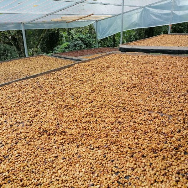 Coffee beans drying on large raised beds under a protective roof in a coffee plantation.