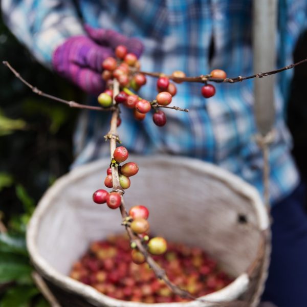 Person harvesting ripe red and green coffee cherries, holding a branch while a woven basket is partially filled with coffee cherries.