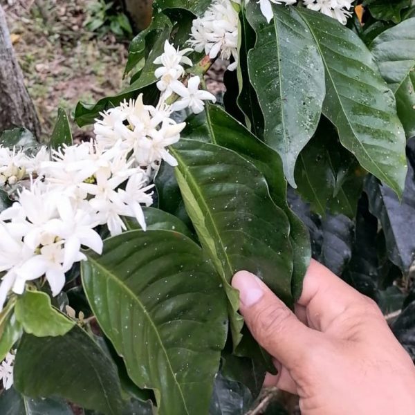 Person holding a branch of a coffee plant with green leaves and white coffee blossoms in bloom.