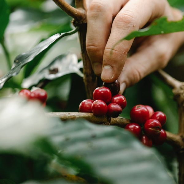 A hand picking ripe red coffee cherries from a coffee plant branch, showcasing the harvesting process at a coffee farm.