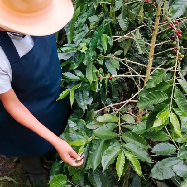 Person in a hat and apron inspecting coffee plants with green leaves and red coffee cherries in a plantation.