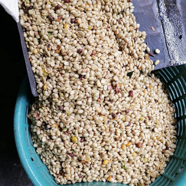 Freshly harvested coffee beans being processed and collected into a blue container.